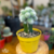 Cactus Injertos - comprar online