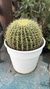 Echinocactus grusonii m30 en internet