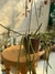 Cola de rata B 15 - Vivero DonGiuseppe