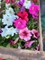 Petunia Plantin