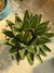 Agave Victoria Reginae 3 l