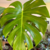 Monstera 7L en internet