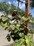 Dolar Plectranthus B18