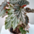 Begonia Ala De Angel M13