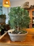 Bonsai nº 4