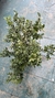 Buxus 7L