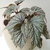 Begonia Rex M13 en internet