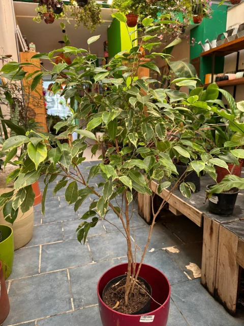 Ficus Variegado 3L