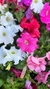 Petunia Plantin en internet