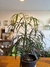 Aralia Elegantisima M15