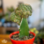 Cactus Injertos en internet