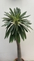 Palmera de madagascar m30 - comprar online