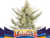 TANGIE AUTO - comprar online