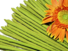CITRONELLA 50 VARILLAS