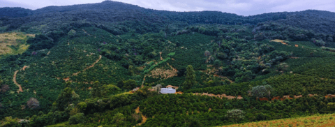 Carrossel 1