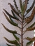Plantín de kalanchoe