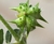 Tribulus Terrestris