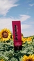 orgastigo gel exitante feminino