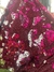 Lurex con lentejuelas reversibles plateadas y rosas