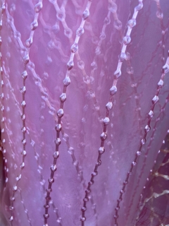 Organza rosa 3D lunares rosas - comprar online