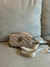 Kurt Geiger Cross Body Bag en internet