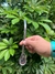 Bombilla Pico de Loro - comprar online