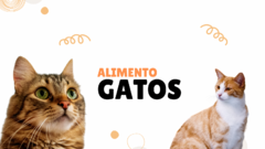 Banner de la categoría Alimento gatos