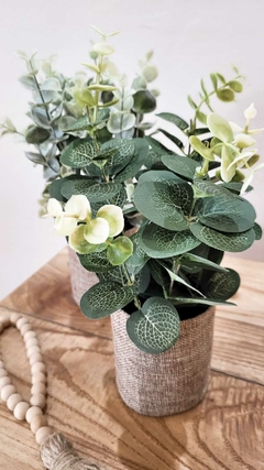 PLANTINES DE EUCALIPTOS