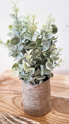PLANTINES DE EUCALIPTOS - comprar online