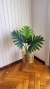 PLANTA ARTIFICIAL GUEMBE