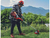 Einhell Podadora Cortacerco Desmaleza Bordeadora Ge-Lm 36/4 in 1 Li -Solo - comprar online