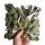 Mini Esponja de Maquiagem 100 pcs - comprar online