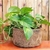 KIT VASO FIBRA DE COCO N*03, CASCA PARA ORQUÍDEA, FERTILIZANTE - comprar online