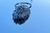 ANILLO SOLITARIO # 7.5
