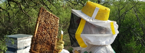 Banner de la categoría REINA