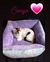 Gabardina y Corderito Cuadradas! - R.A.S Pet Shop