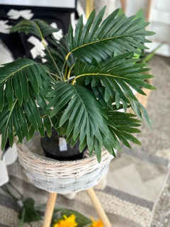 Planta Kentia en internet