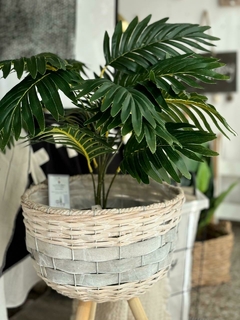 Planta Kentia - comprar online