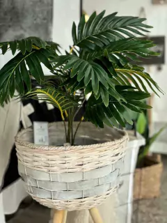 Planta Kentia - comprar online