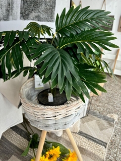 Planta Kentia