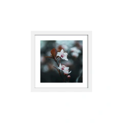 Ciruelo - 02 - comprar online