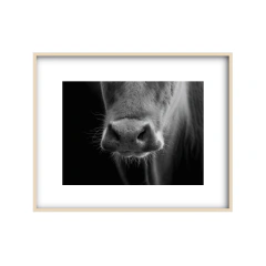 Instinto - II - Un Instante Fotografía 