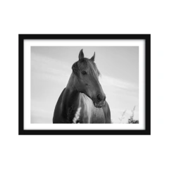 Alma - II edición blanco y negro en internet