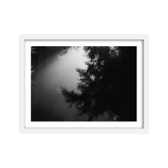 Penunmbra - edición fría - comprar online