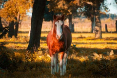 Otoño