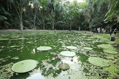 "A Vitória-Régia é um dos maiores símbolos da Amazônia, e no MUSA (Museu da Amazônia) você pode apreciar de perto essa planta aquática majestosa. Situada em um lago artificial cuidadosamente integrado ao ambiente natural da floresta, a Vitória-Régia impre