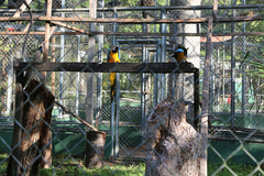 "O Zoológico do ZIGS em Manaus é uma joia escondida no coração da Amazônia. Administrado pelo Exército Brasileiro, o zoológico abriga diversas espécies da rica fauna amazônica, como onças-pintadas, araras, preguiças e jacarés. Mais que uma atração turísti