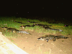 Explore a selva á noite e testemunhe o brilho dos olhos dos jacarés  sob a luz das estrelas.