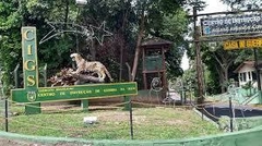 Localizado dentro do Centro de Instrução de Guerra na Selva, o Zoológico do ZIGS tem uma função essencial no cuidado e na preservação de espécies típicas da Amazônia. Muitas das espécies no local são animais resgatados ou reabilitados. Com uma estrutura a