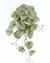 Planta Colgante Watermelon - comprar online